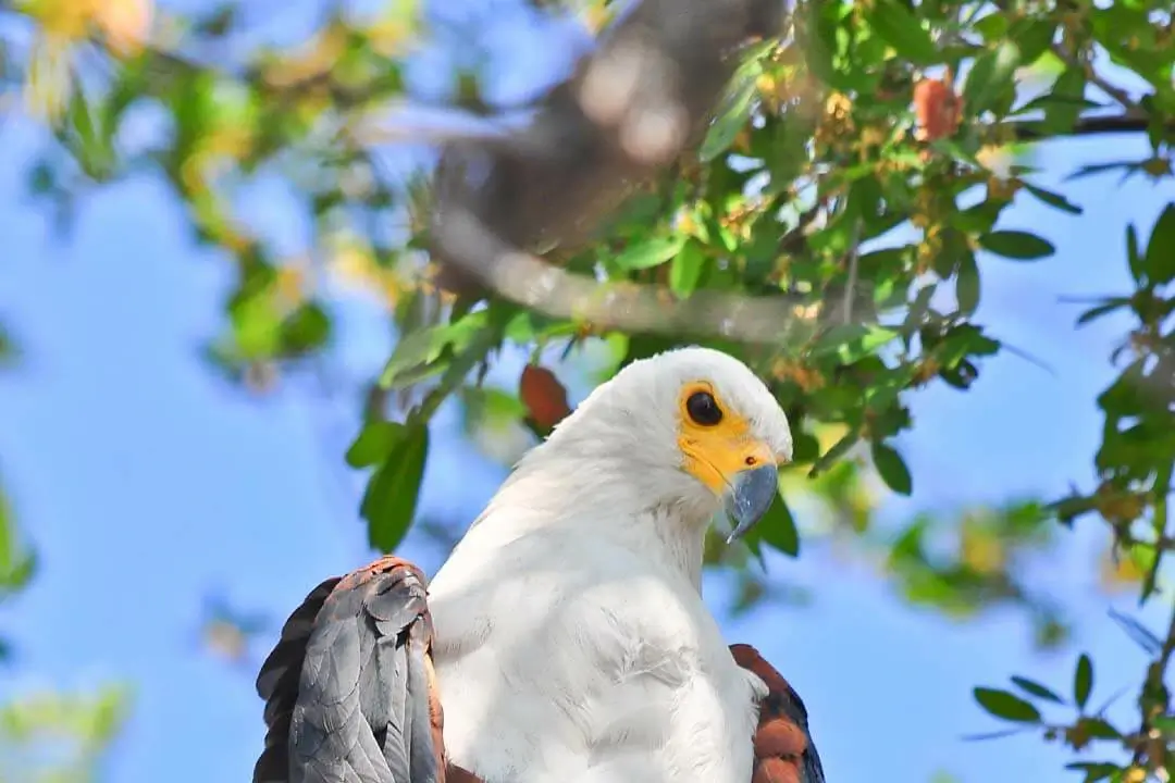 African Fish Eagle head